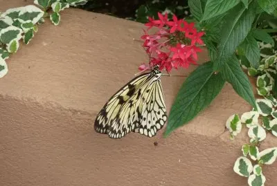 butterfly