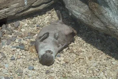 Otter 2