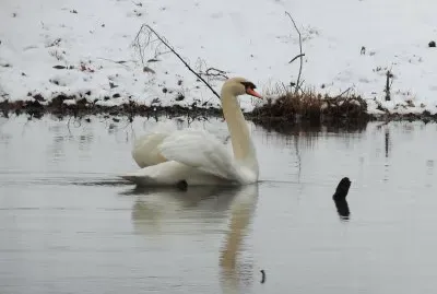 Swan on Snowday