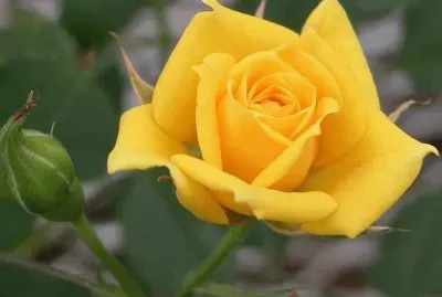 Rosa Amarela