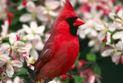 CARDENAL