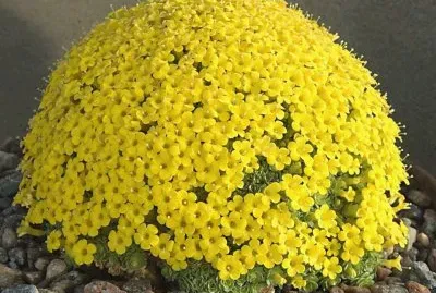 Flores e Pedra