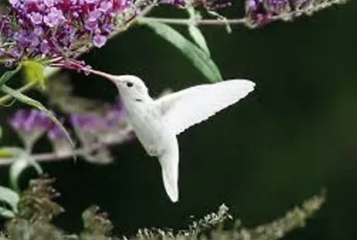 Beija Flor Branca