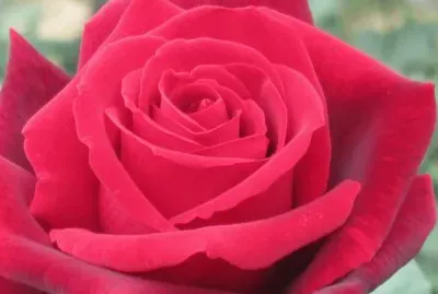 פאזל של rose