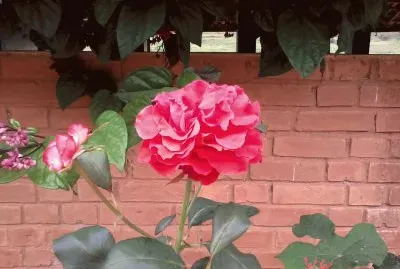 Flores morettinha jigsaw puzzle