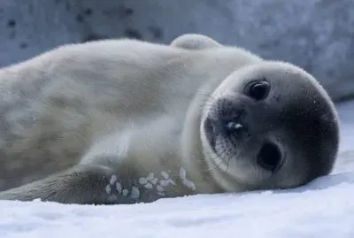CrÃ­a de Foca de Weddell
