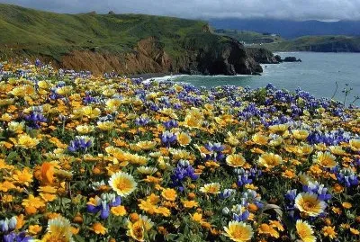 Flores e Agua