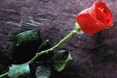 Red Rose