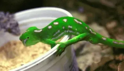 MARSU