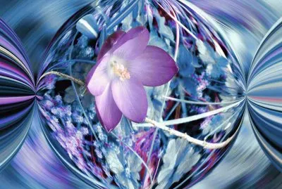 Blue crocus jigsaw puzzle