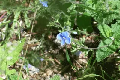 Fiori