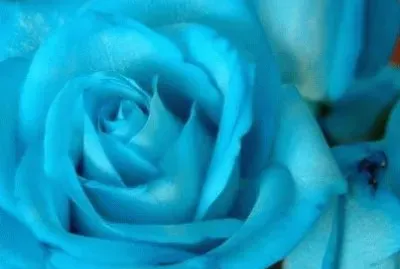 ROSA AZUL
