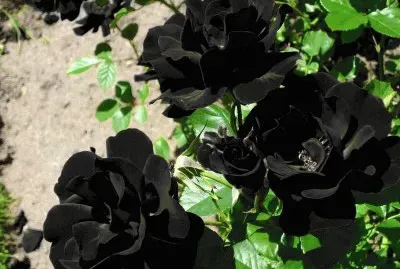 ROSAS PERLA NEGRA