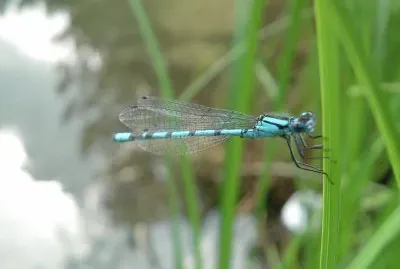 Libellula jigsaw puzzle