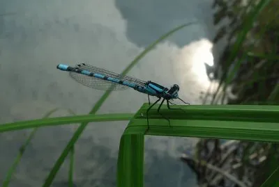 Libellula jigsaw puzzle