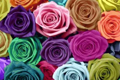 Rainbow Roses