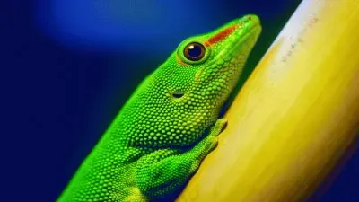 פאזל של Fantasic Lizard