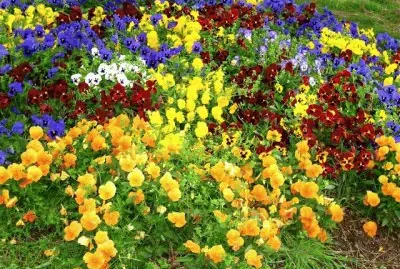Pensamientos jigsaw puzzle
