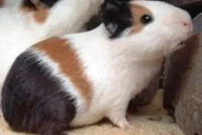 Coelho jigsaw puzzle