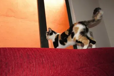 Minha linda Kate