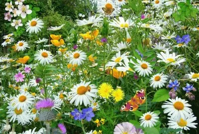 פאזל של natureza