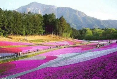 פאזל של imagem