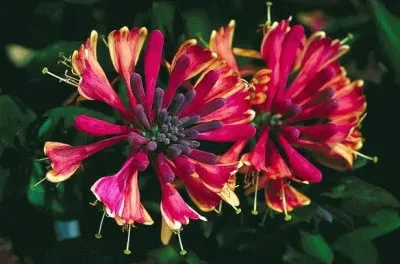 fleurs: chÃ©vrefeuille jigsaw puzzle