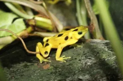 MARSU