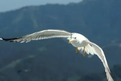 MARSU