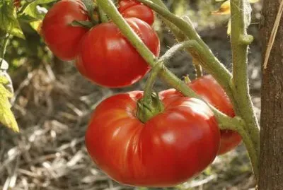 פאזל של tomates