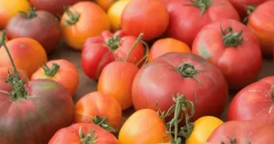 פאזל של tomates