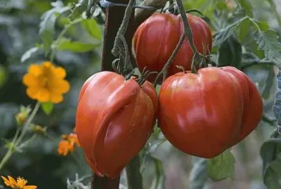 פאזל של tomates