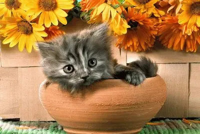 Gatinho