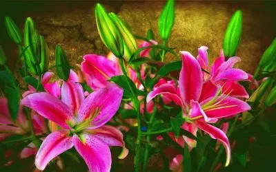 flores belas jigsaw puzzle