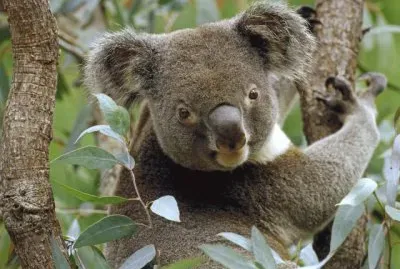 Koala in Eucalyptus Tree