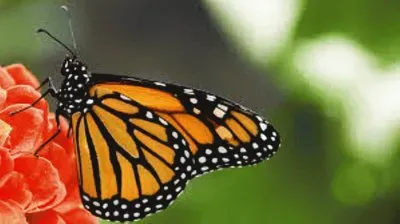 Borboleta jigsaw puzzle