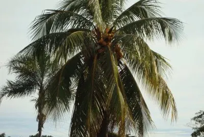 natureza