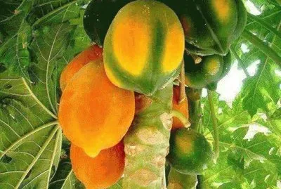 Fruits