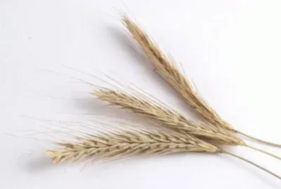 MARSU