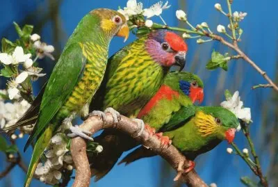 Parrots in Springtime