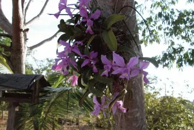 orquideas