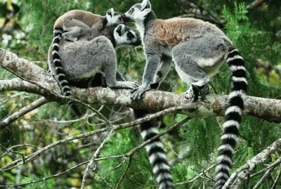 mom #136 jigsaw puzzle