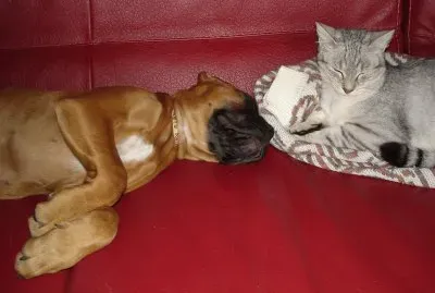 jeune boxer et chat