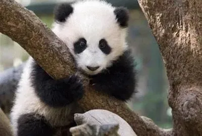 tdipanda1 jigsaw puzzle