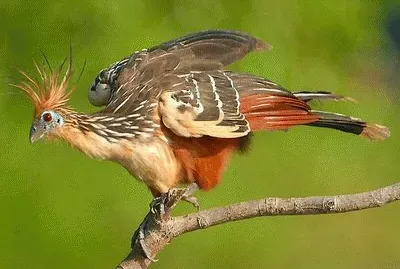 hoatzin