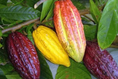 Cacau