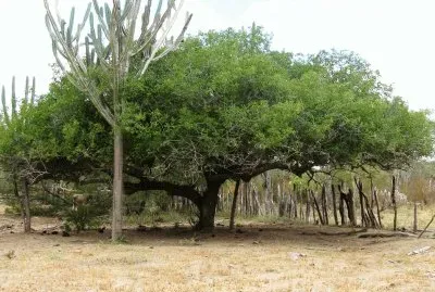 פאזל של Umbuzeiro