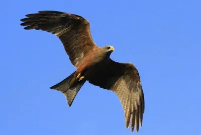 MARSU