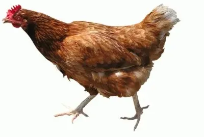 MARSU