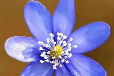 MARSU